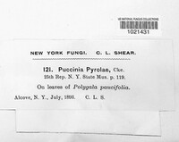 Puccinia pyrolae image